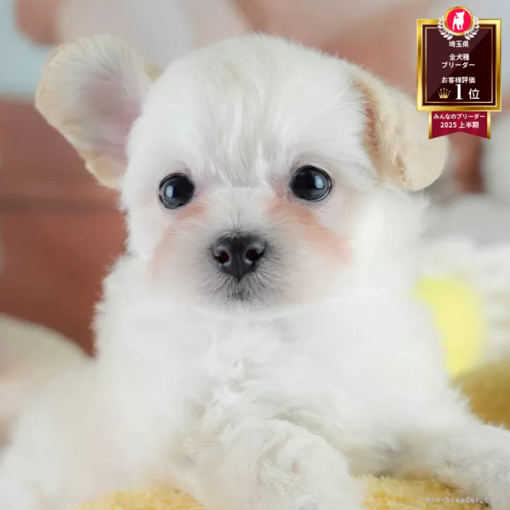 柚子 様のお迎えした子犬