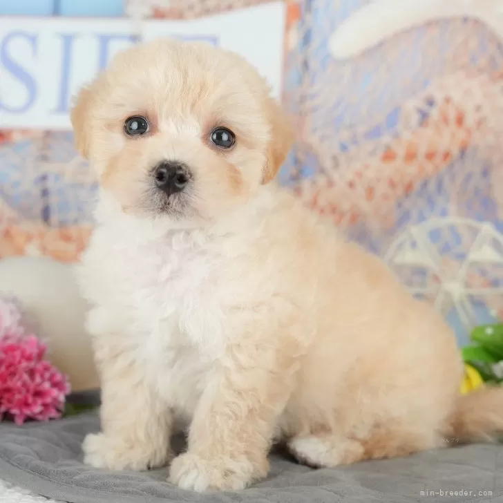 ID：2506-02812の子犬