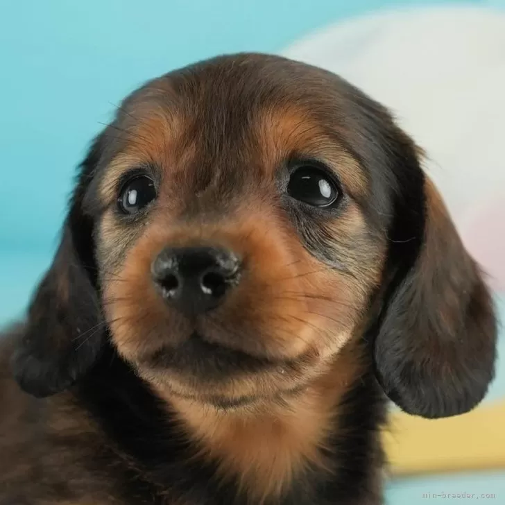ID:2501-07706の子犬