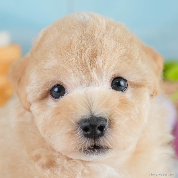 ブリーダー画像