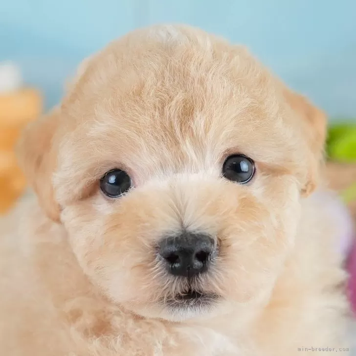 マルプー(マルチーズ×トイプードル)【埼玉県・男の子・2025年10月19日・アプリコット】の写真1「子犬の画像を10枚掲載してます💖とっても可愛い姿を全部見てあげてください☺」