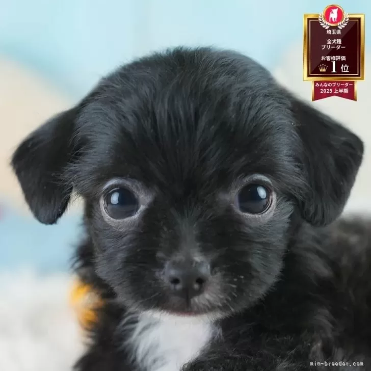 Y.S 様のお迎えした子犬