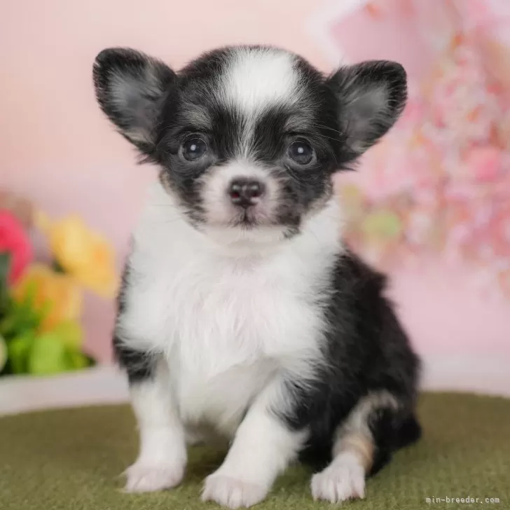 チワワ(ロング)【埼玉県・女の子・2025年9月14日・ブラックタン&amp;ホワイト】の写真1「子犬の画像を10枚掲載してます💖とっても可愛い姿を全部見てあげてください☺」