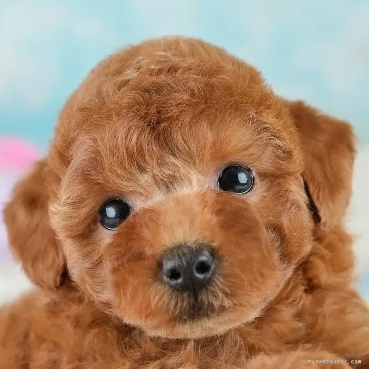 ID：2509-04927の子犬