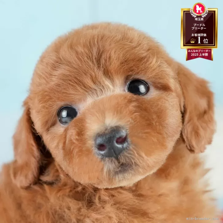 サンティ 様のお迎えした子犬