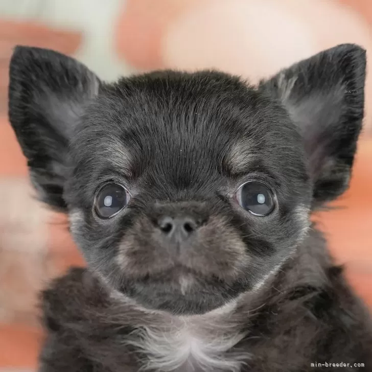 チワワ(ロング)【埼玉県・女の子・2025年10月9日・ブラックタン】の写真1「子犬の画像を10枚掲載してます💖とっても可愛い姿を全部見てあげてください☺」