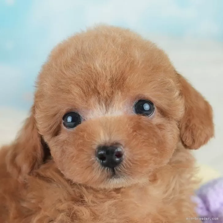 ID：2508-01521の子犬