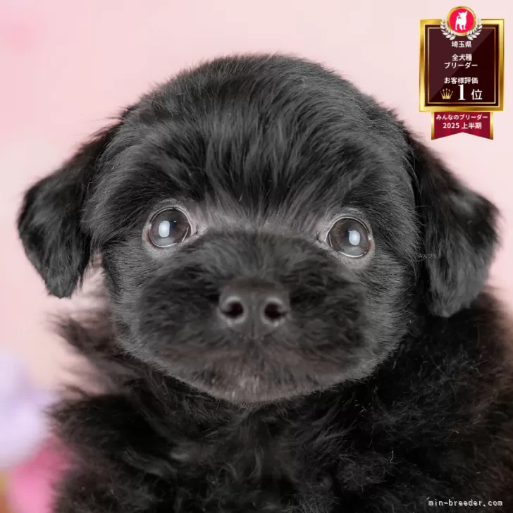 ID:2507-02598の子犬