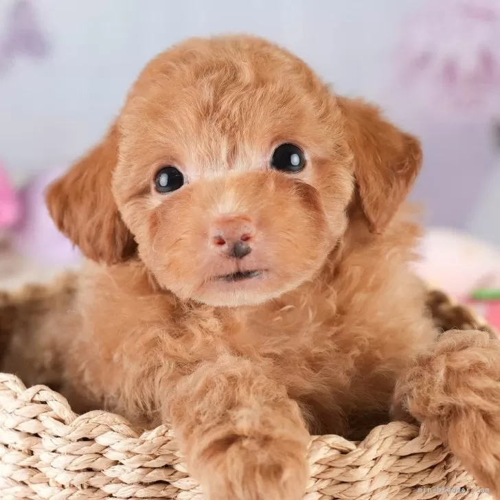 ID：2506-02827の子犬