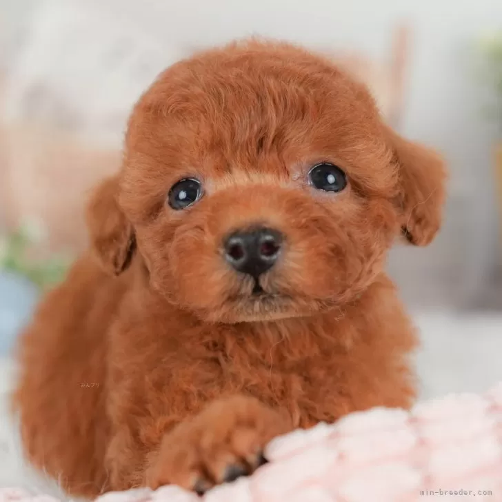 トイプードル(トイ)【埼玉県・女の子・2025年7月31日・レッド】の写真1「子犬の画像を10枚掲載してます💖とっても可愛い姿を全部見てあげてください☺」