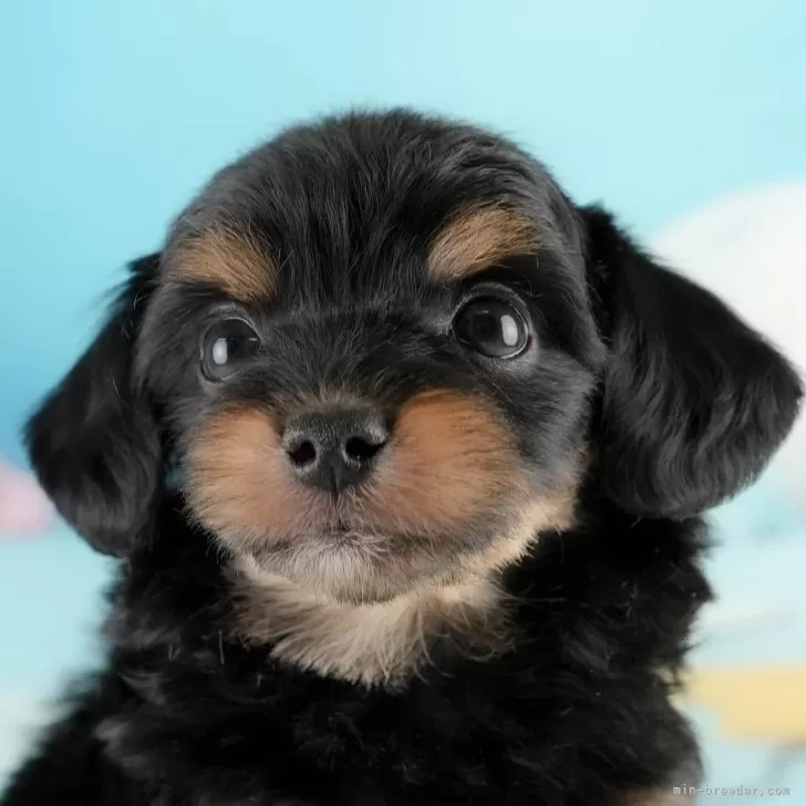 ID：2412-04707の子犬