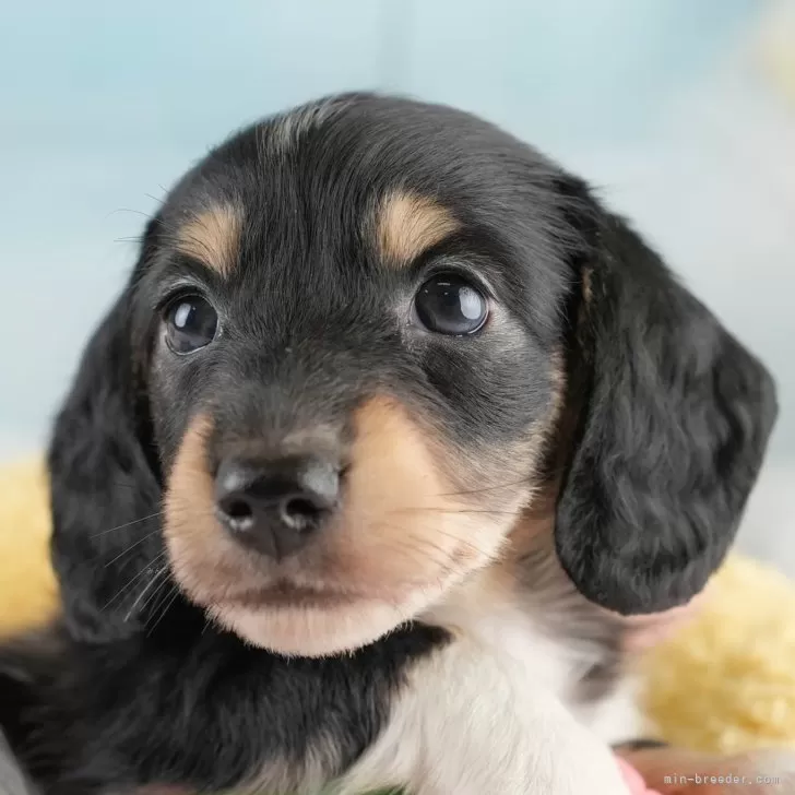 ID：2505-05390の子犬
