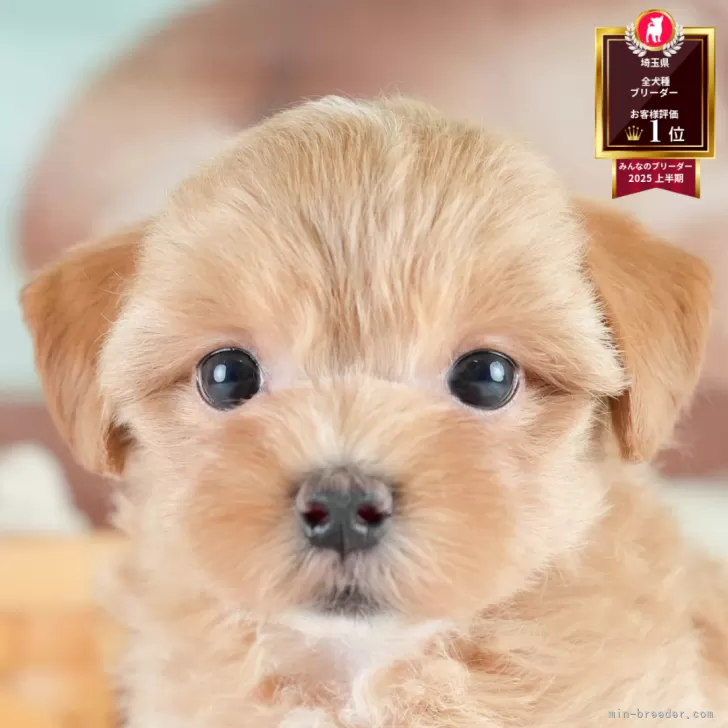 ID：2509-02964の子犬