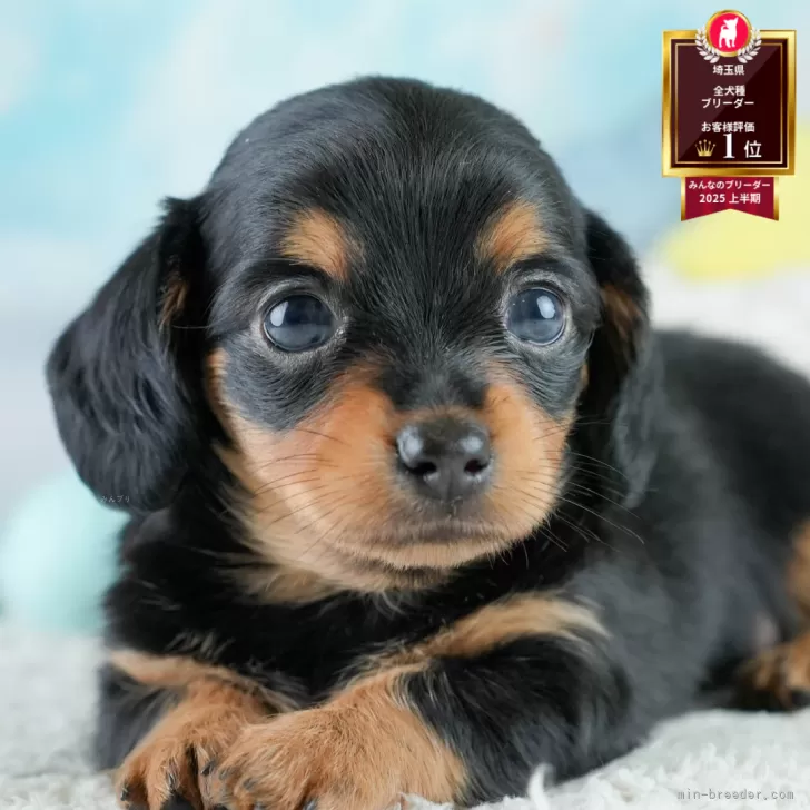 ID：2507-06819の子犬