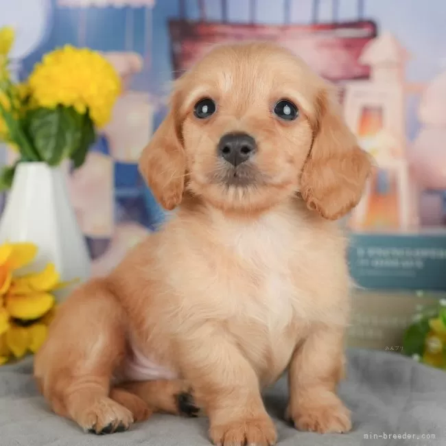 ミニチュアダックスフンド(ロング)【埼玉県・男の子・2025年9月19日・イエロー】の写真1「子犬の画像を10枚掲載してます💖とっても可愛い姿を全部見てあげてください☺」