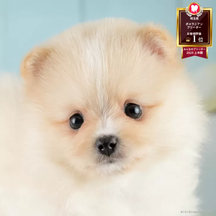 のり 様のお迎えした子犬
