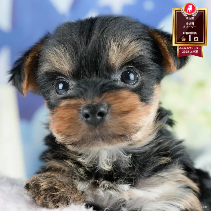 ID:2507-06940の子犬
