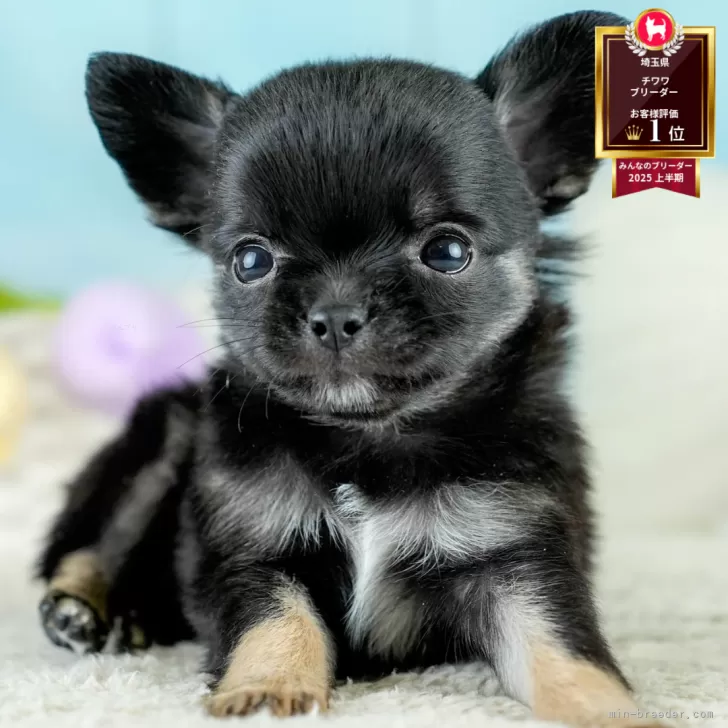 S.H 様のお迎えした子犬