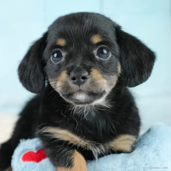 ID：2504-02425の子犬