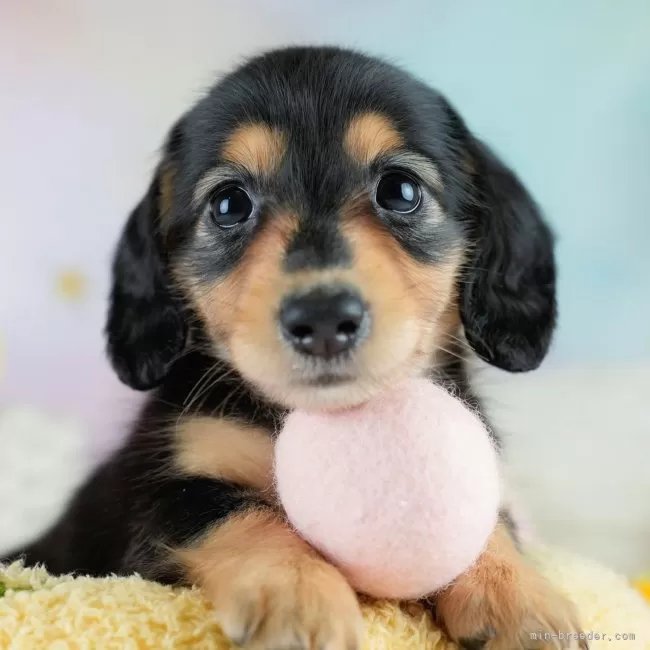 ID：2509-06851の子犬