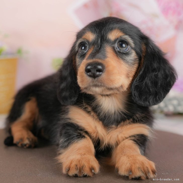 ブリーダー画像