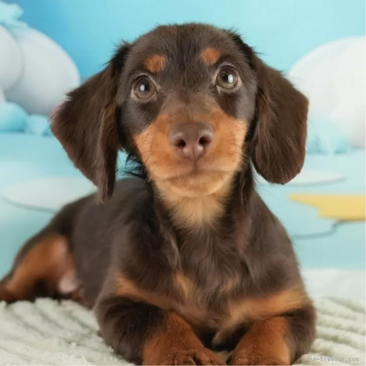 ID：2410-07858の子犬