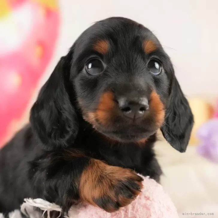 ID：2502-06882の子犬