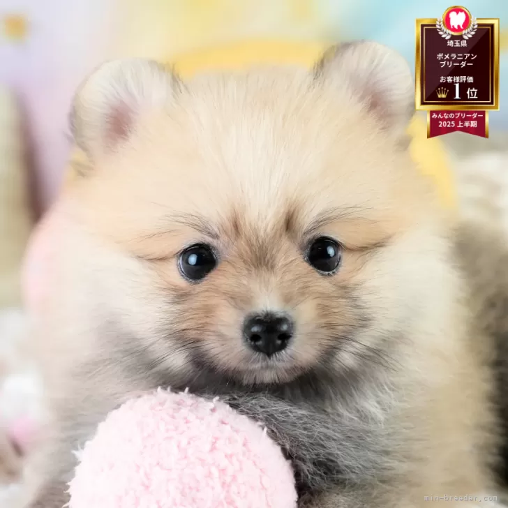 A.KR 様のお迎えした子犬