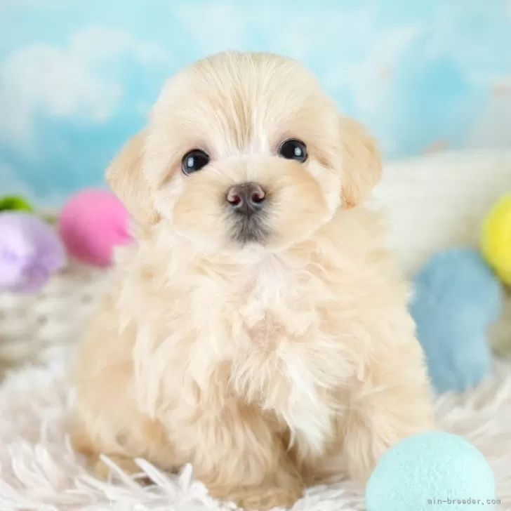 T.A 様のお迎えした子犬