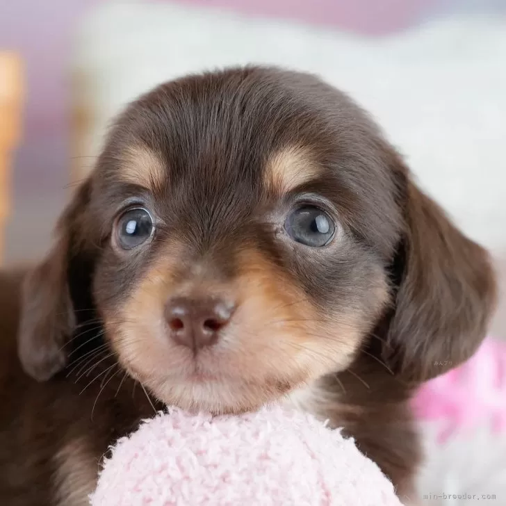 ID：2512-00729の子犬