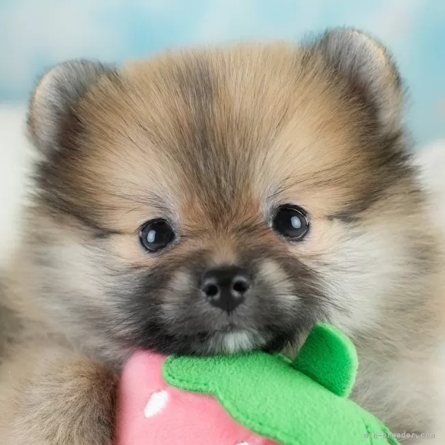 M.N 様のお迎えした子犬