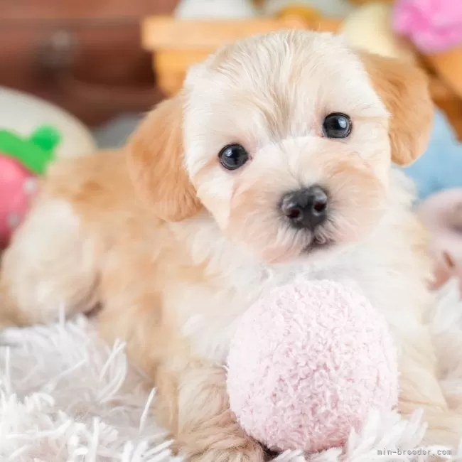 マルプー(マルチーズ×トイプードル)【埼玉県・男の子・2025年9月29日・アプリコット】の写真1「子犬の画像を10枚掲載してます💖とっても可愛い姿を全部見てあげてください☺」
