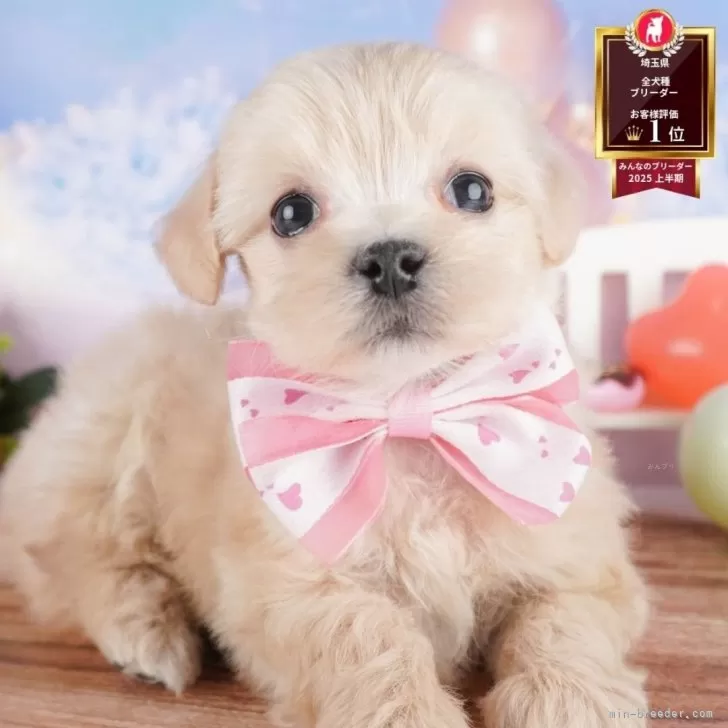 Y.T 様のお迎えした子犬