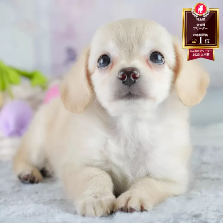 ID：2507-04761の子犬