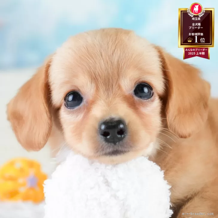 S.K 様のお迎えした子犬