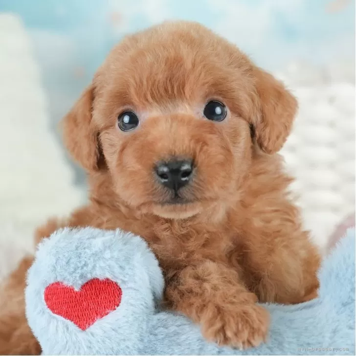 ID：2504-08014の子犬