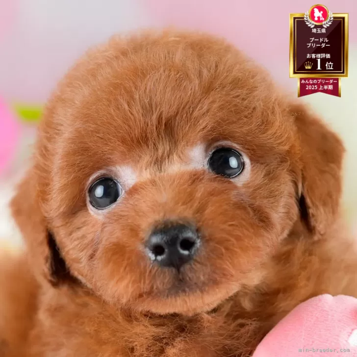 ID：2510-04172の子犬