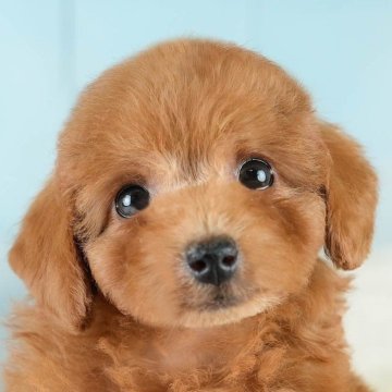 トイプードル(トイ)【埼玉県・女の子・2025年8月14日・レッド】の写真「✨🎃10月4日(土)🐶ワンちゃんの見学会🎃✨🍁」
