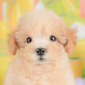 マルプー(マルチーズ×トイプードル)【埼玉県・女の子・2025年8月22日・アプリコット】の写真「🐶🐾11月15日(土)大好評特別見学会🐾🐶」