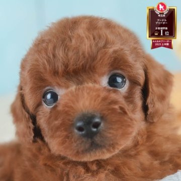 トイプードル(トイ)【埼玉県・男の子・2025年7月27日・レッド】の写真「✨🎃10月4日(土)🐶ワンちゃんの見学会🎃✨」