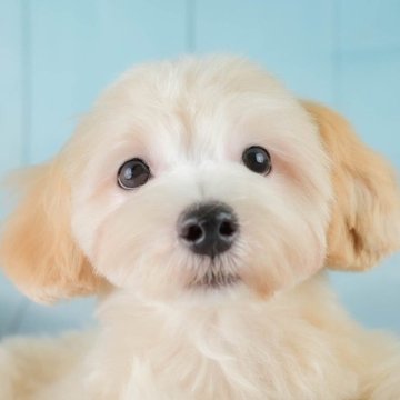 マルプー(マルチーズ×トイプードル)【埼玉県・男の子・2025年6月23日・クリーム】の写真「🐶🐾11月15日(土)大好評特別見学会🐾🐶」