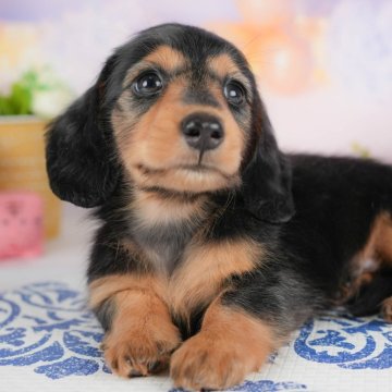 ミニチュアダックスフンド(ロング)【埼玉県・男の子・2025年8月22日・ブラック&タン】の写真「🐶🐾11月15日(土)大好評特別見学会🐾🐶」