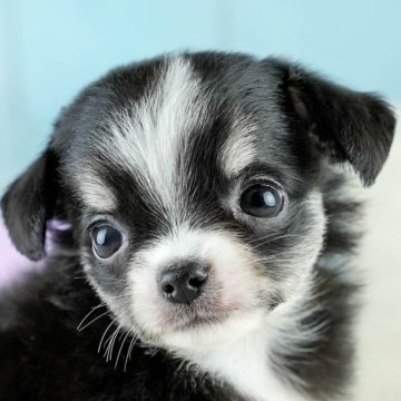 チワワ(ロング)【埼玉県・男の子・2025年8月13日・ブラックタン&ホワイト】の写真「✨🎃10月4日(土)🐶ワンちゃんの見学会🎃✨🍁」