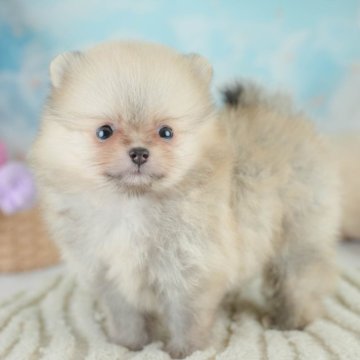 ポメラニアン【埼玉県・男の子・2025年8月4日・オレンジセーブル】の写真「✨🎃10月4日(土)🐶ワンちゃんの見学会🎃✨」