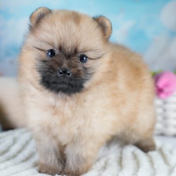 ポメラニアン【埼玉県・女の子・2025年10月3日・オレンジ】の写真「🐶🐾11月15日(土)大好評特別見学会🐾🐶」