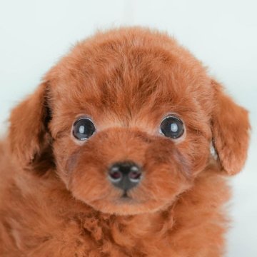 タイニープードル【埼玉県・男の子・2025年9月21日・レッド】の写真「🐶🐾11月15日(土)大好評特別見学会🐾🐶」