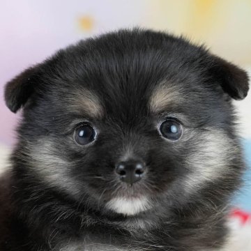 ポメチワ(ポメラニアン×チワワ)【埼玉県・男の子・2025年10月23日・ブラックタン】の写真「🎅12月20日(土)クリスマス見学会開催🎄」