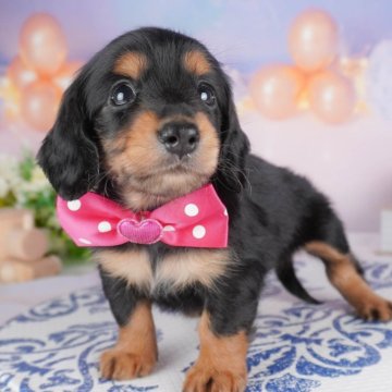 カニンヘンダックスフンド(ロング)【埼玉県・女の子・2025年4月20日・ブラックタン】の写真「🌿6月21,22日見学会🌿週末連日開催決定🎉」