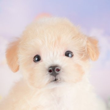 マルプー(マルチーズ×トイプードル)【埼玉県・男の子・2025年8月22日・アプリコット】の写真「🐶🐾11月15日(土)大好評特別見学会🐾🐶」