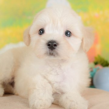 マルプー(マルチーズ×トイプードル)【埼玉県・男の子・2025年8月14日・クリーム】の写真「☕️🍁11月1日(土)見学会開催🍁☕️」